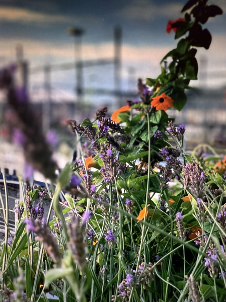 Bild zum Event: Entdecke passende Pflanzen fürs Stadtklima!