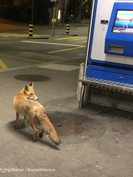 Bild zum Event: Fuchs, Dachs, Marder & Co.