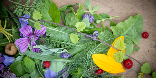 Bild zum Event: Heilkräuter und essbare Wildpflanzen 