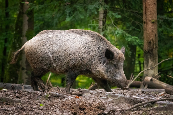 Bild zum Event: Wildschwein-Safari