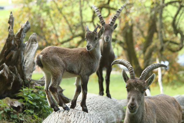 Bild zum Event: Steinbock-Safari