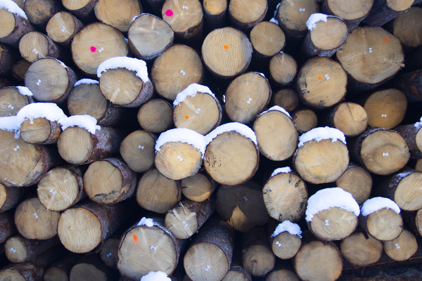 Bild zum Event: Von der Natur zur Stadt - Der Baustoff Holz