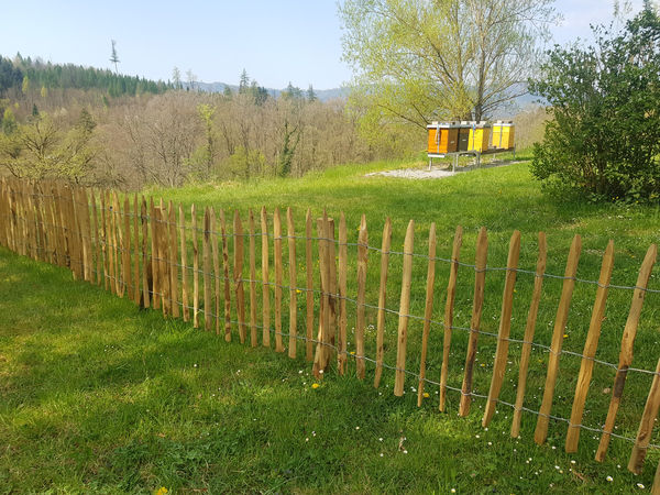 Bild zum Event: Nachmittag der offenen Tür im Bienenhaus