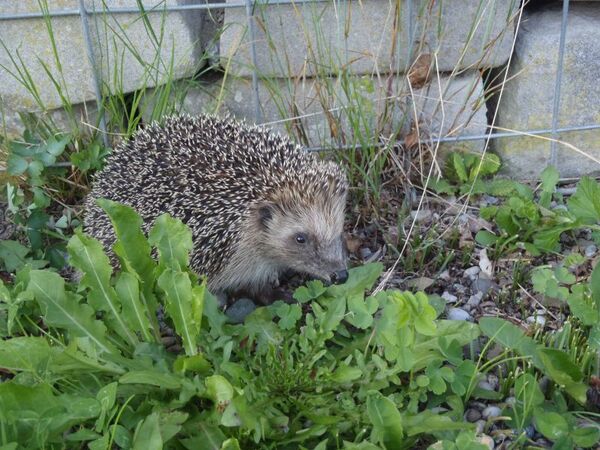 Bild zum Event: Jeder Garten kann igelfreundlich sein