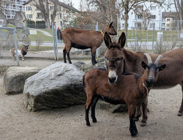 Bild zum Event: Esel und Geissenspaziergang