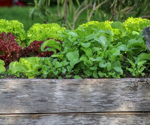 Bild zum Event: Kräuter, Pflanzen, Riechen