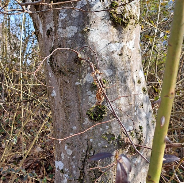 Bild zum Event: Gebt den Nachtjägern ein Zuhause! 